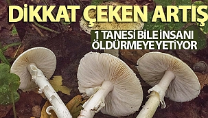 Doğu Karadeniz'de mantar zehirlenmelerinde dikkat çeken artış