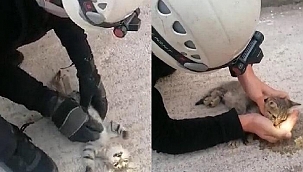 Kalbi duran kediyi hayata döndürmek için dakikalarca kalp masajı yaptı!