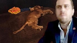 Köpeğe tecavüz ettiği iddia edilen şüpheli 'can güvenliği' korkusuyla duruşmaya katılmadı