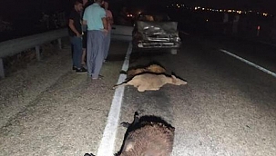 Otomobil sürüye çarptı! 10 koyun öldü, 2 kişi yaralandı