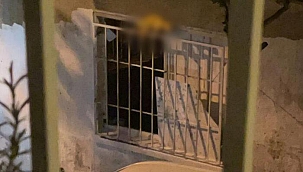 Şişli'de akıllara durgunluk veren olay! Ölü kediyi boyayıp cama astı: Sanat yaptım ne anlarsınız