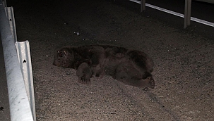 Sivas'ta otomobilin çarptığı ayı telef oldu