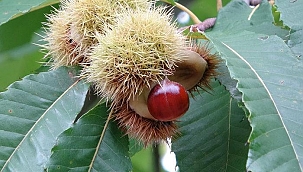 'Katil arı' tehdidi büyüyor! Kastamonu ve Bartın'dan sonra Sinop'ta görüldü