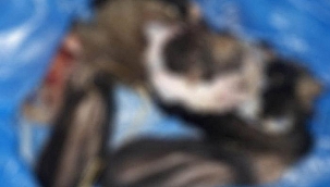 Kuşadası'nda vahşet! Öldürdükleri 4 yavru köpekten 1'inin derisini yüzdüler