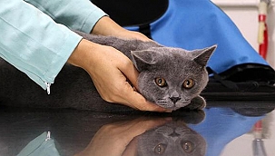 Veterinerler uyardı; evcil hayvanlara mikroçip taktırmak için süre daralıyor