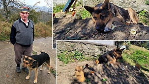 Duygulandıran kareler! 'Fero', 7'nci günde de sahibinin mezarı başından ayrılmadı