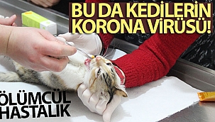 Bu da kedilerin korona virüsü