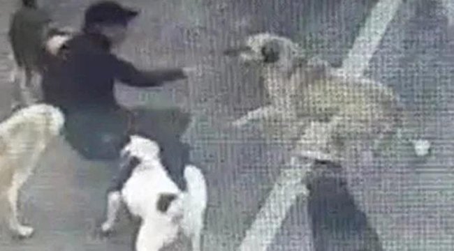 Bakırköy'de iş adamı sokak köpeklerinin saldırısında yaralandı