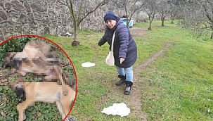 Kocaeli'de tavuk yiyen 5 köpeğin ölümüne soruşturma