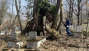 350 yıllık çınar ağacında Allah lafzı