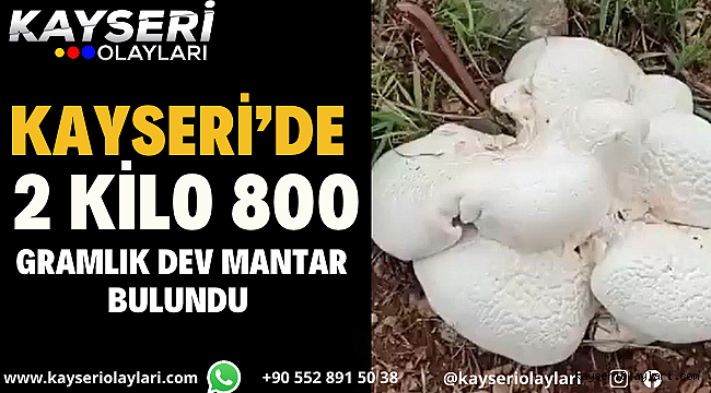 Kayseri'de Dev Mantar 