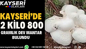 Kayseri'de Dev Mantar 