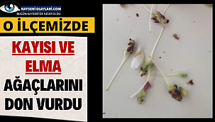 O İlçemizde Kayısı ve Elma Ağaçlarını Don Vurdu