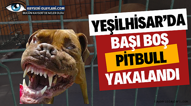 Yeşilhisar'da başı boş pitbull yakalandı