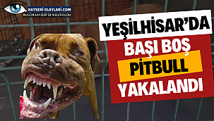 Yeşilhisar'da başı boş pitbull yakalandı