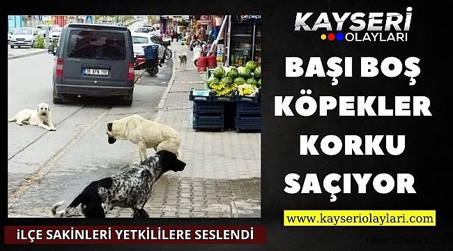 Başı Boş Köpekler Korku Saçıyor