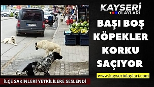 Başı Boş Köpekler Korku Saçıyor