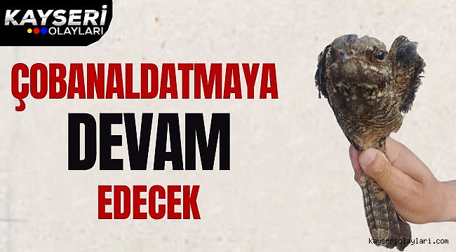 Çobanaldatmaya Devam Edecek