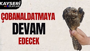 Çobanaldatmaya Devam Edecek