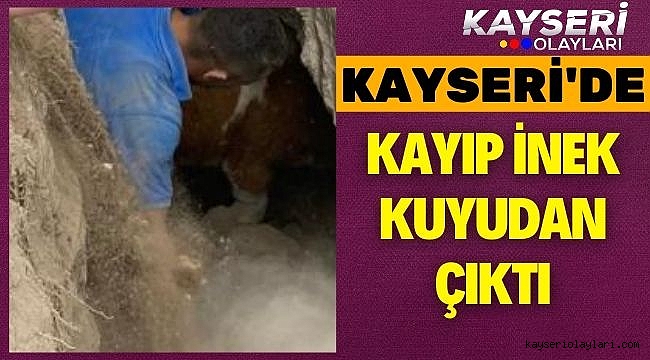 İnek Aranıyordu! Kuyudan Çıktı