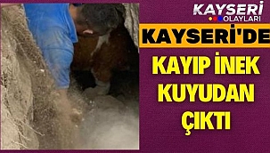 İnek Aranıyordu! Kuyudan Çıktı