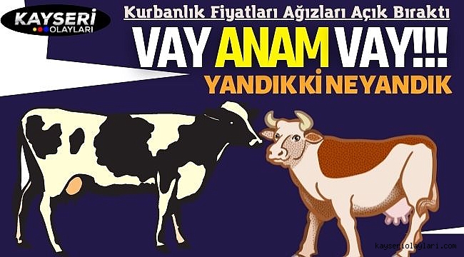 Kurbanlık Fiyatları Ağızları Açık Bıraktı 