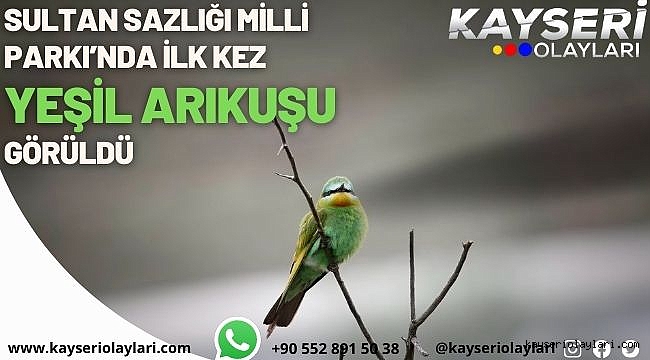 Sultan Sazlığı Milli Parkı'nda ilk kez Yeşil Arıkuşu görüldü