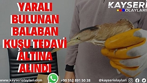  Yaralı bulunan Balaban kuşu tedavi altına alındı