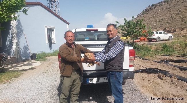 Yaralı halde bulunan şahin, tedavi altına alındı