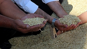 Ata tohumu "gacer" buğdayı, tescil edildi