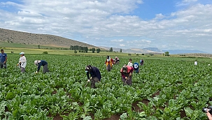 Kayseri Şeker Fabrikası çiftçileri özelleştirilmeden memnun