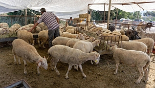 Kurban Bayramı tarihi ne zaman 2022? Diyanet Kurban'a kaç gün kaldı? Bayram hangi gün?