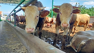 Kurban pazarları 25 Haziran'da açılacak; Fiyatlar el yakıyor!