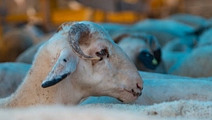 KURBANDA ASIL OLAN İHLAS ve TAKVADIR