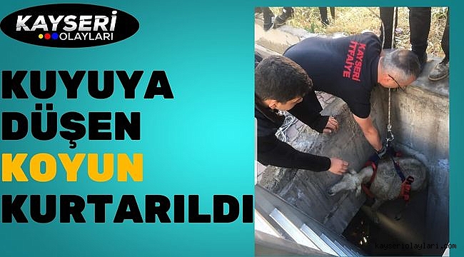 Kuyuya düşen koyun kurtarıldı