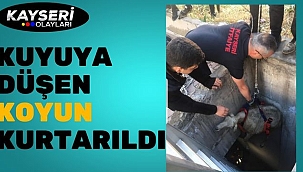 Kuyuya düşen koyun kurtarıldı