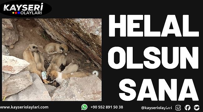 Ölüme terk edilen 15 köpek yavrusunu sahiplendi