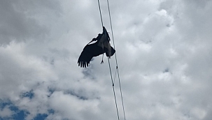 Tele takılan Karaleyleği işçiler kurtardı