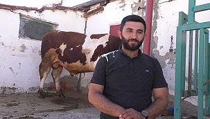 Yaklaşık 1 tonluk 'Paşa', alıcısını bekliyor