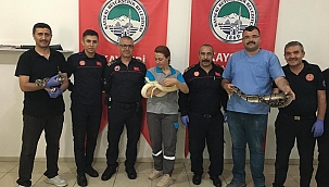 Yılanlı Eğitim Boynuna Doladı, Yapılacakları Anlattı