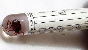 Adana'da kene ısırığı can aldı! Polis memuru hayatını kaybetti