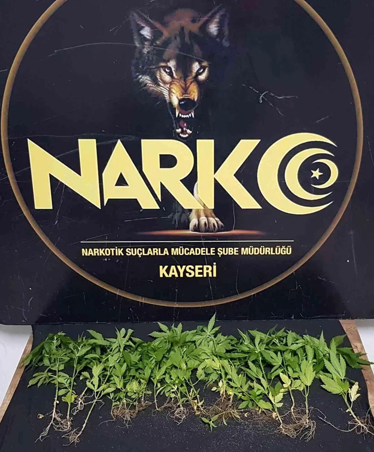 Evinde Hint keneviri yetiştiren şahıs gözaltına alındı