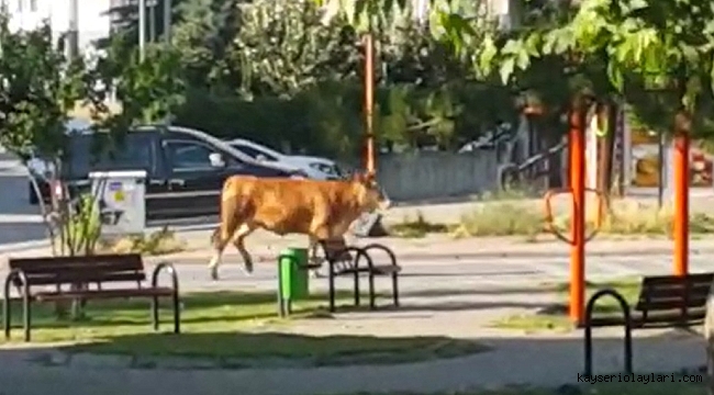 Kayseri'de kaçan kurbanlıklar vatandaşlara zor anlar yaşattı