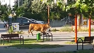 Kayseri'de kaçan kurbanlıklar vatandaşlara zor anlar yaşattı