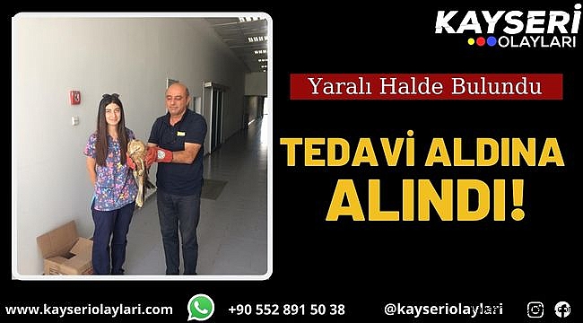 Yaralı Halde Bulundu! Hemen Tedavi Altına Alındı