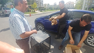 Yaralı kartallar tedavi altına alındı