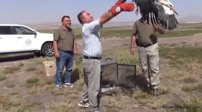Tedavileri tamamlanan leylekler doğaya bırakıldı