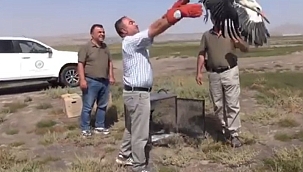 Tedavileri tamamlanan leylekler doğaya bırakıldı