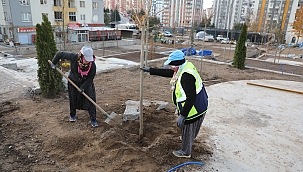 ÖZEL TÜRLERDEN OLUŞAN 200 AĞAÇ TOPRAKLA BULUŞUYOR