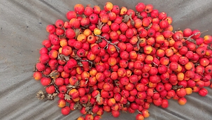 VİTAMİN DEPOSU ALIÇ TOPLANMAYA DEVAM EDİYOR